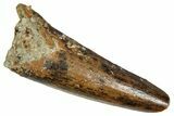 Juvenile Fossil Spinosaurus Tooth - Real Dinosaur Tooth #348706-1